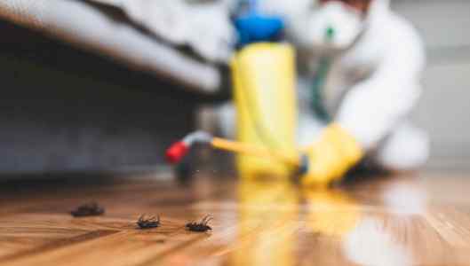 شركة مكافحة حشرات بالخبر باقل الاسعار