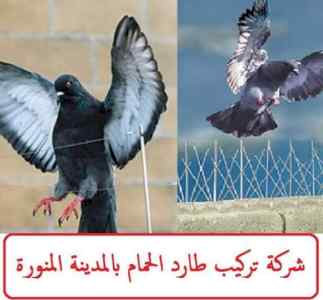 تركيب طارد الحمام بالمدينة التيسير