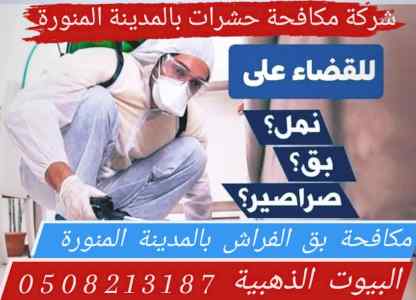 شركة مكافحة حشرات في المدينة المنورة