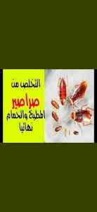شركة مكافحة الصراصير بالمدينة