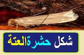 شركة مكافحة العته بالمدينة المنورة 0536591696