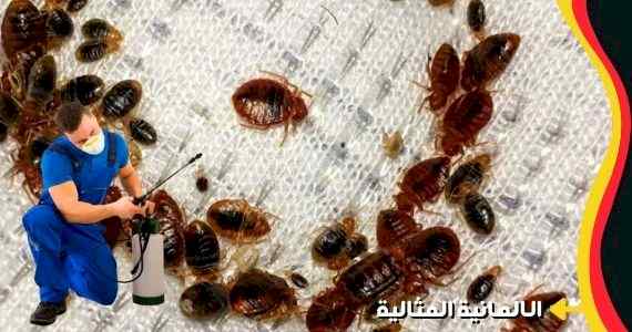 شركة مكافحة الصراصير بالدمام - شركة الالمانية