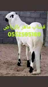 قصاب شمال الرياض