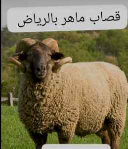 قصاب ماهر سريع داخل حي الحزم